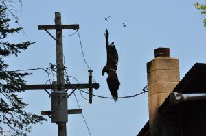 hanging eagle 1 arrow