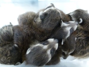A litter of 4-week-old raccoon babies orphaned when their mom was live-trapped and relocated.