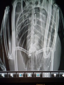 Initial radiograph of loon showing 2 hooks and either a rock or a possible sinker.