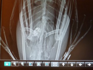 Radiograph taken just before endoscopy procedure. Line and hooks are now bunched into a ball.