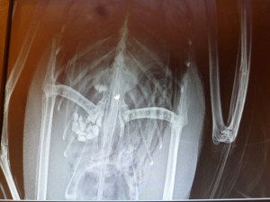 Last radiograph. All clear. No sinker. She will be wild again!