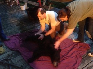Mark does a quick exam on the tranquilized bear before transporting her. 