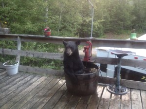 Bear trying to find refuge in a barrel used as a bird bath.