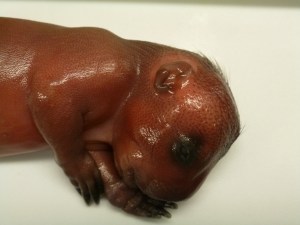 Hair developing on head.