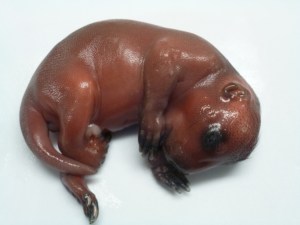 Fetal porcupine approximately 6-8 weeks from birth.