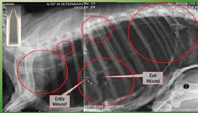 fragmenting-lead-bullets2c